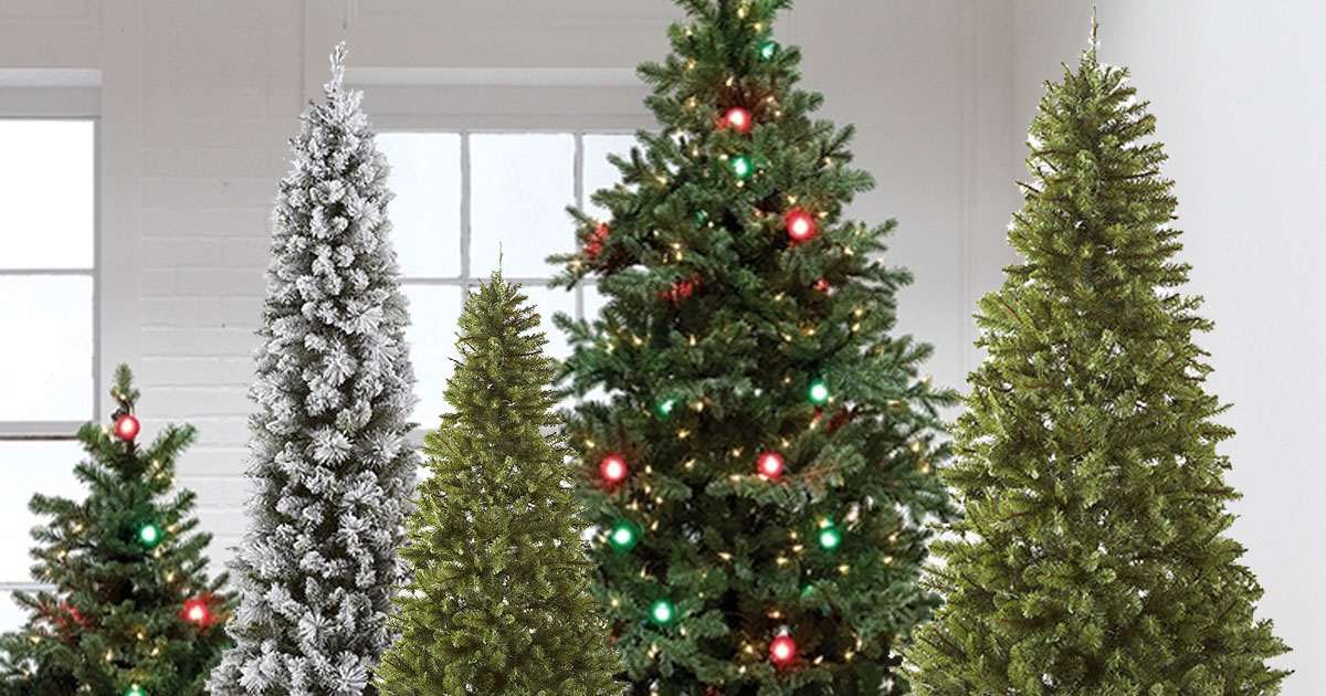 christmas trees in a white room