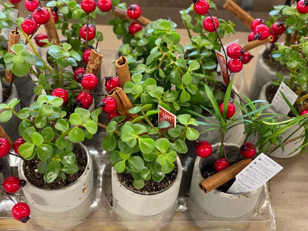 Holiday Mini Succulents for sale at ALDI