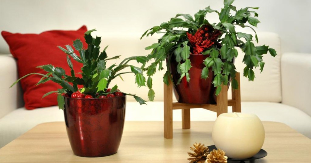 costa farms live christmas plants on table