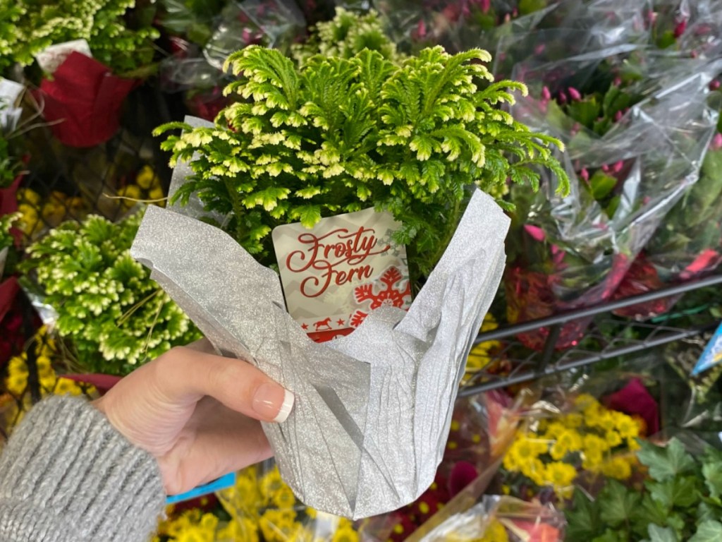 hand holding fern inside store