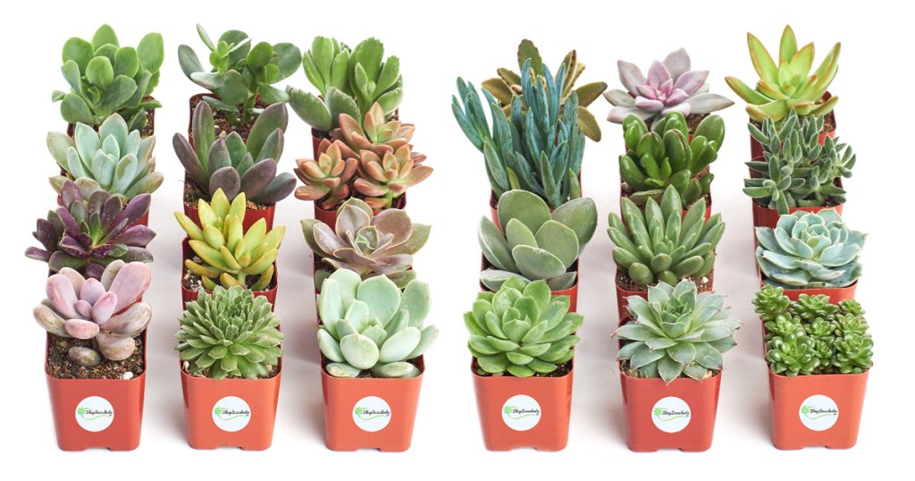 Hand Selected Variety 12-Pack of Mini Succulents