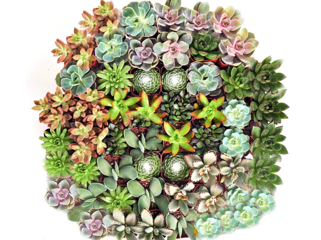 Hand Selected Variety 40-Pack of Mini Succulents