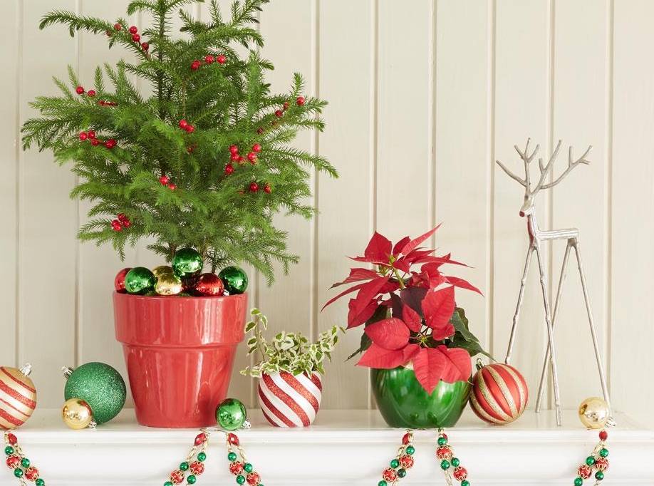 Holiday Plant on Mantel