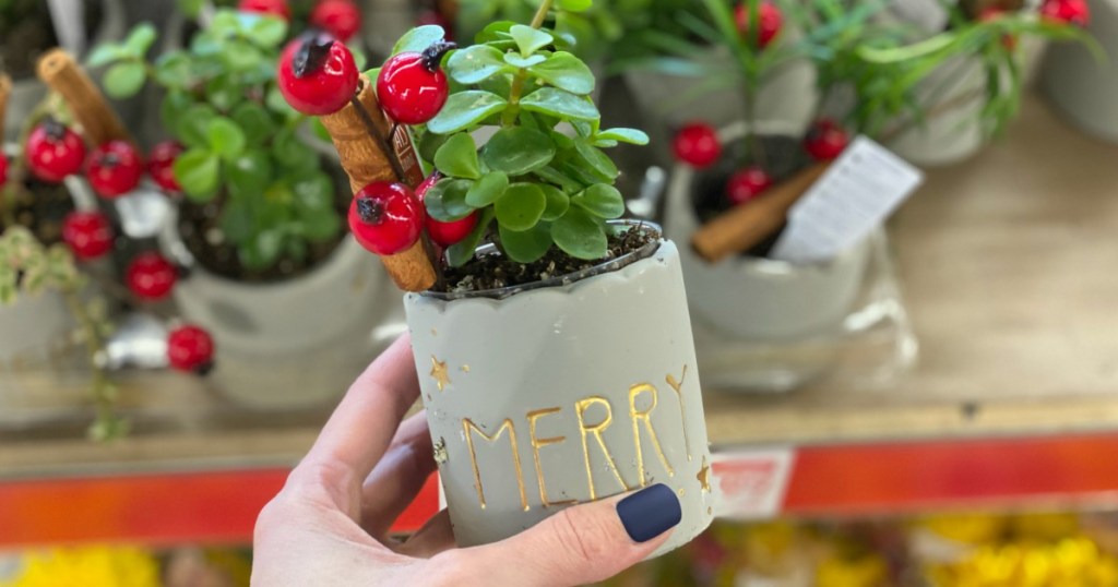 Woman holding Mini Succulent in Merry pot at ALDI