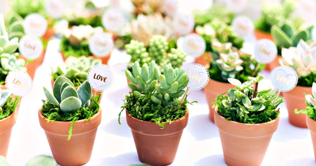 Succulent Party Favors with Love