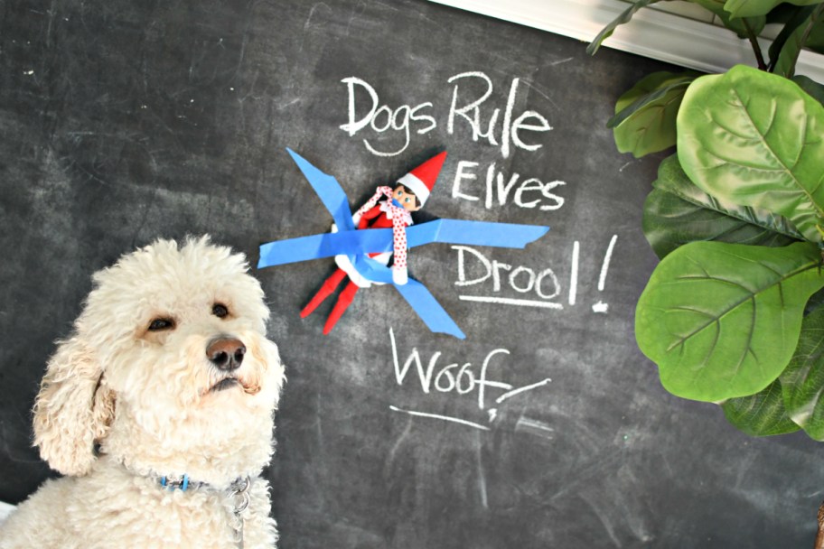 dogs rule elves drool elf on the shelf idea 