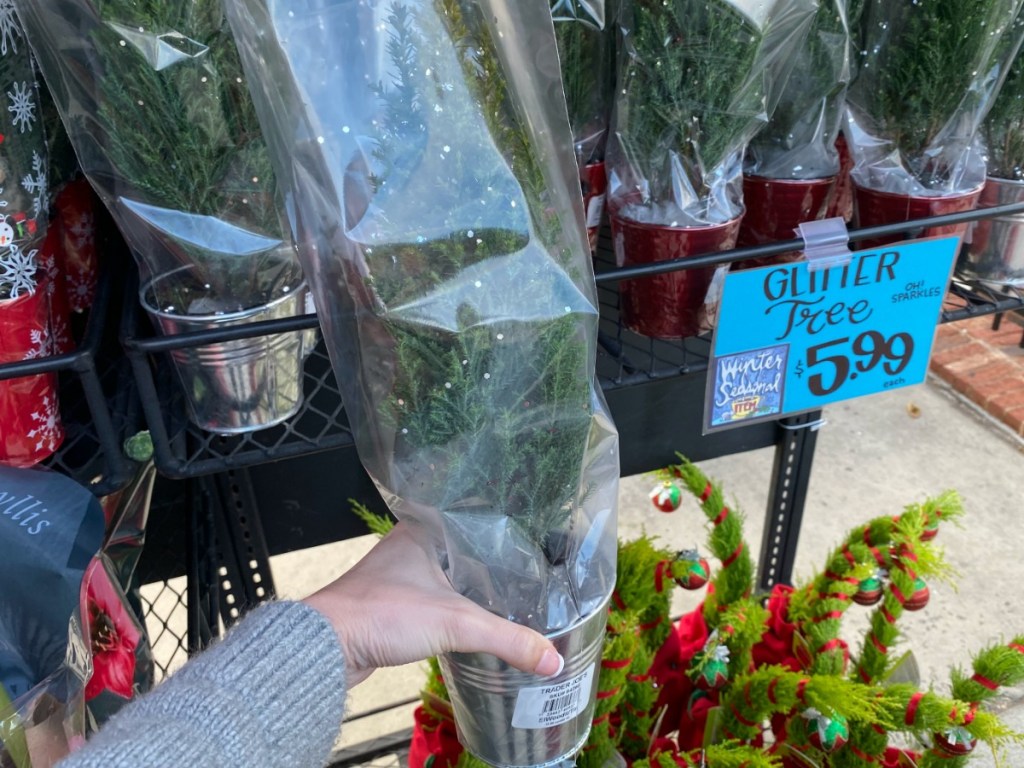 hand holding potted plant