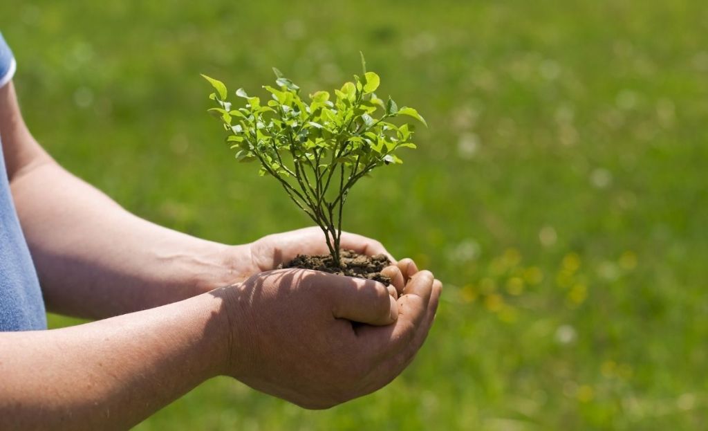 Hands holding a plant and soil outside