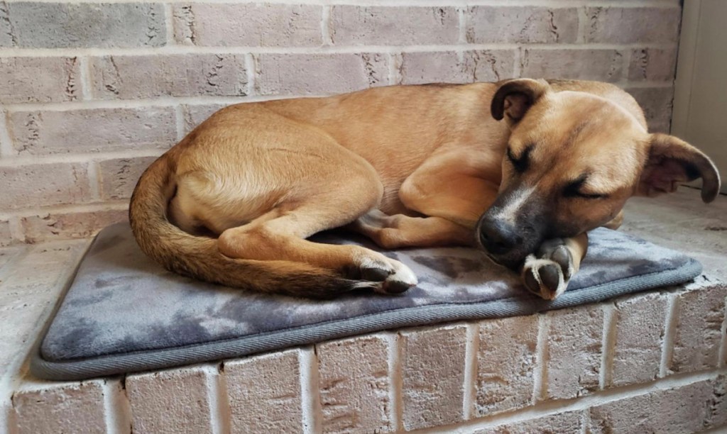 dog sleeping on bath mat