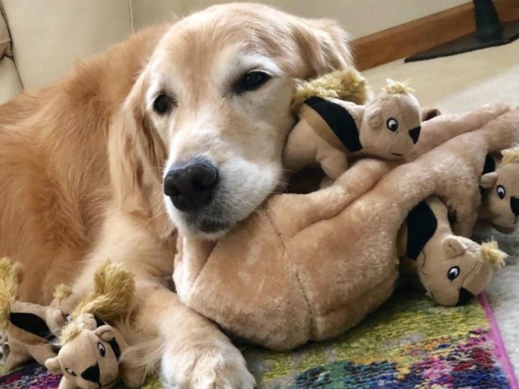 dog laying by squirrel toy