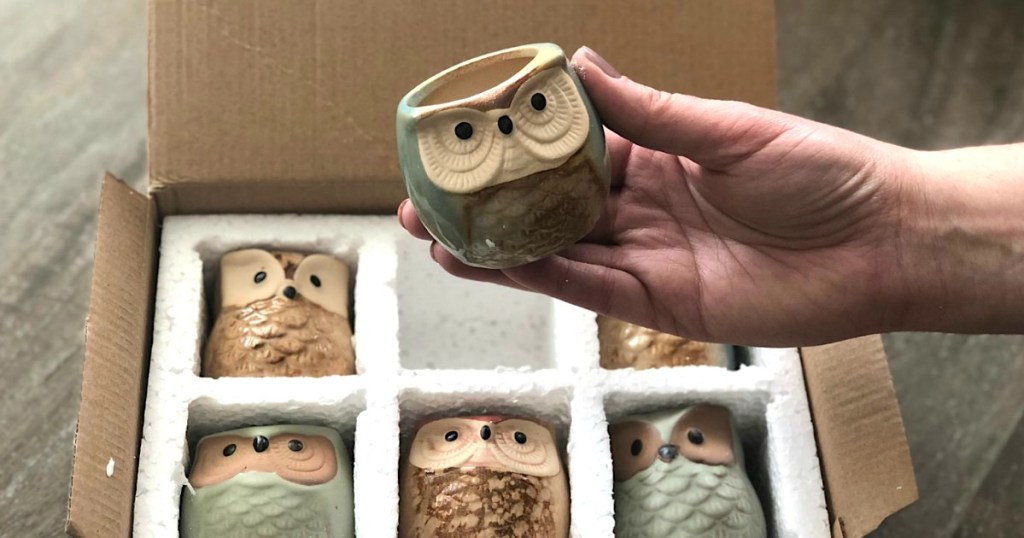 holding mini owl succulent planter pot with box and pots in the background