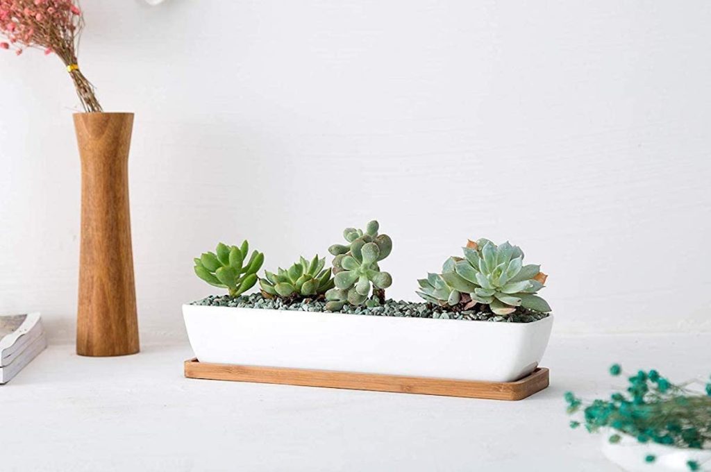 multiple succulents in white and bamboo planter sitting on the table