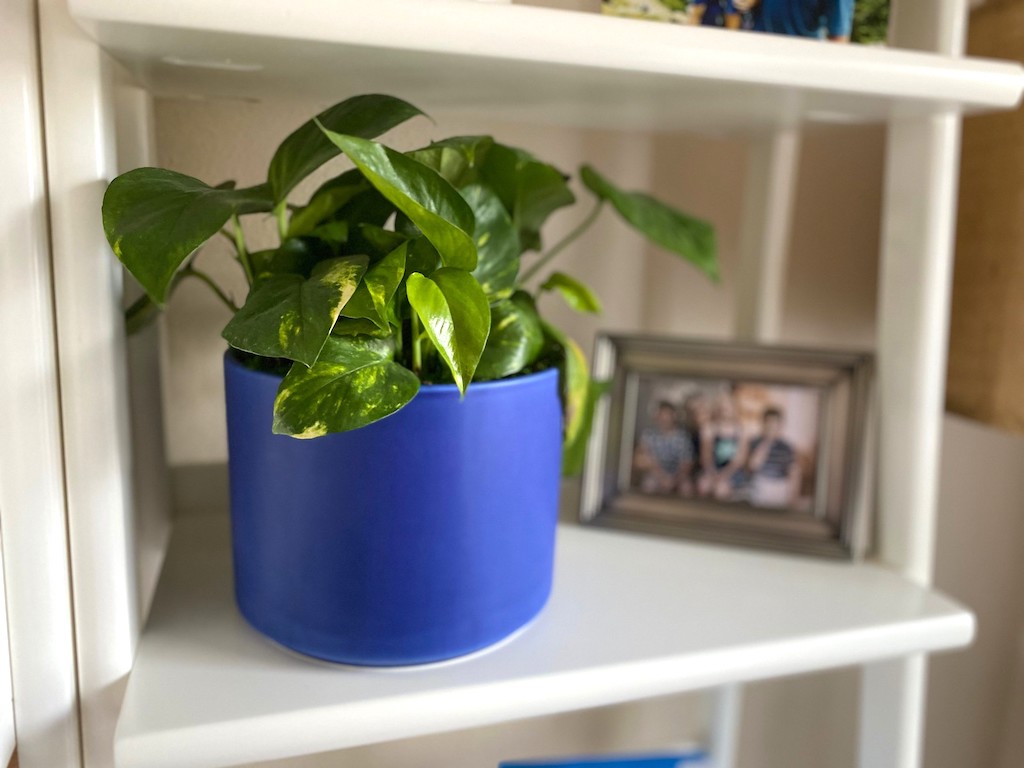 plant in blue pot with framed picture in background