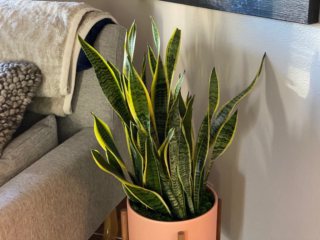 potted snake plant by chair