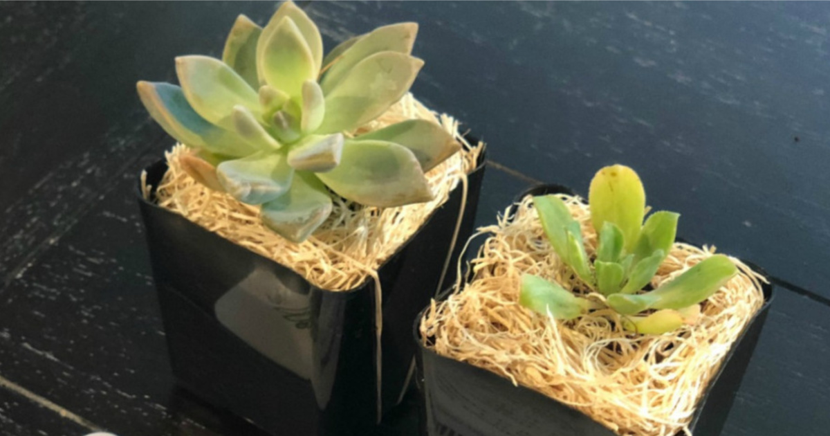 Two succulent plants in black square planters