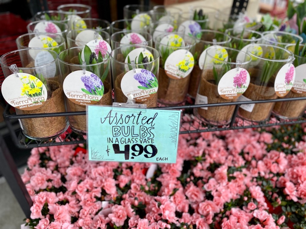 shelf of flower bulbs in glass jars at Trader Joe's