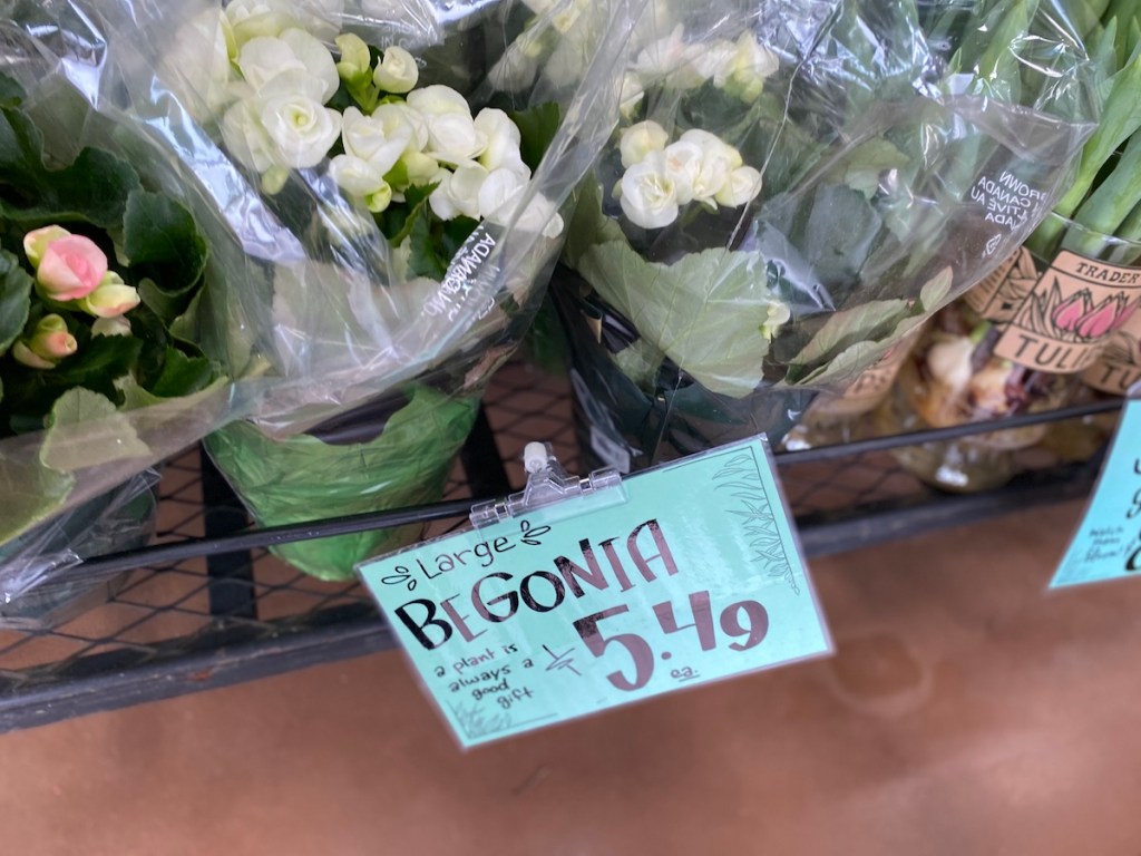 shelf full of Trader Joe's begonias