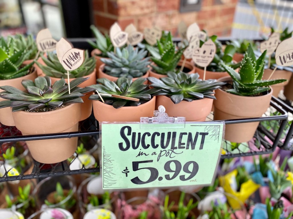 shelf of Trader Joe's Potted Succulents