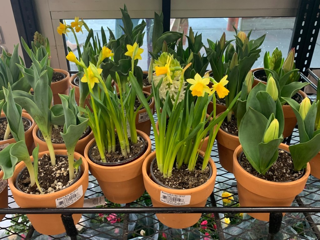 Blooming bulbs in terracotta pots at Trader Joe's