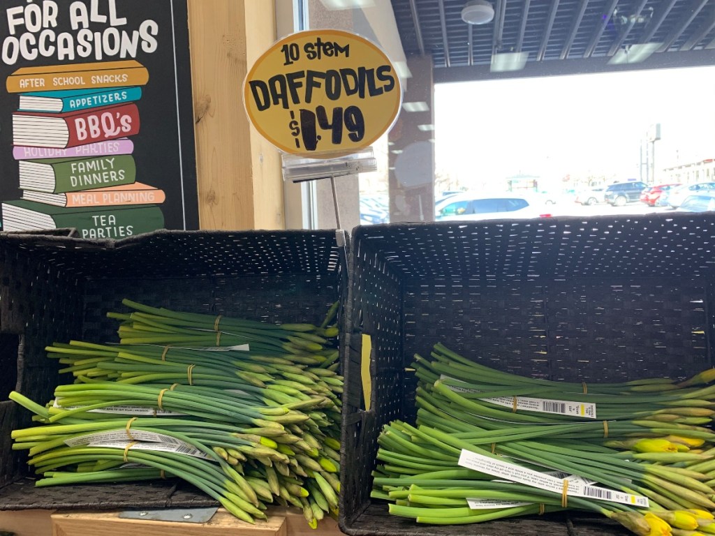 Daffodil stems at Trader Joe's