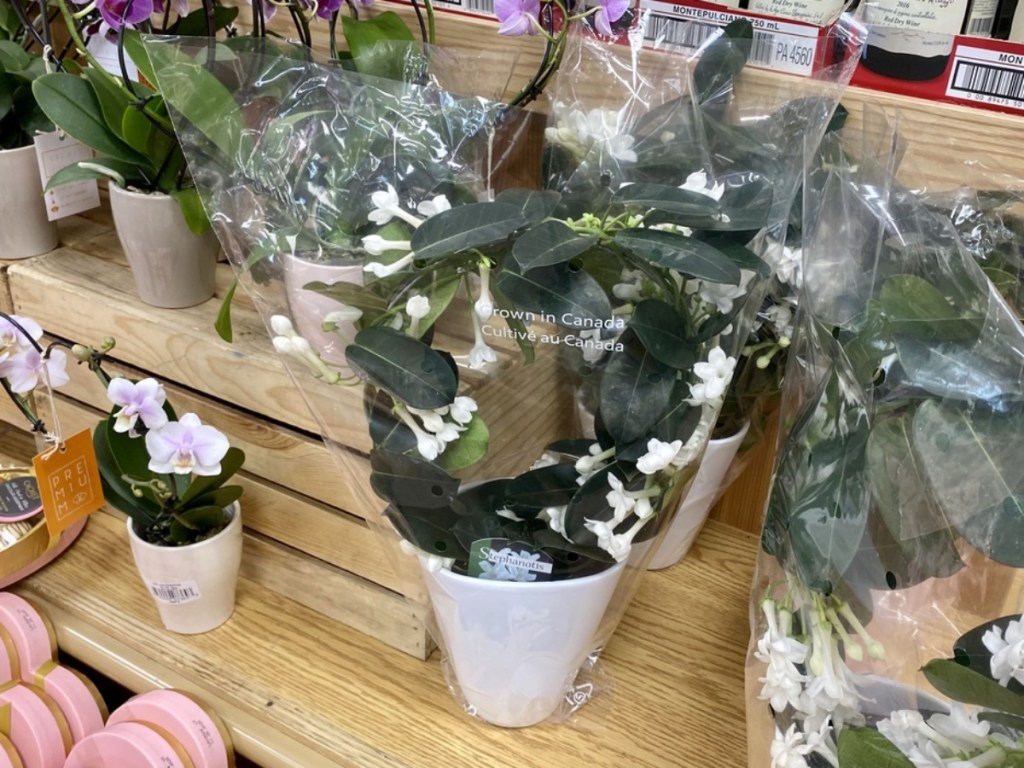 Stephanotis at Trader Joe's