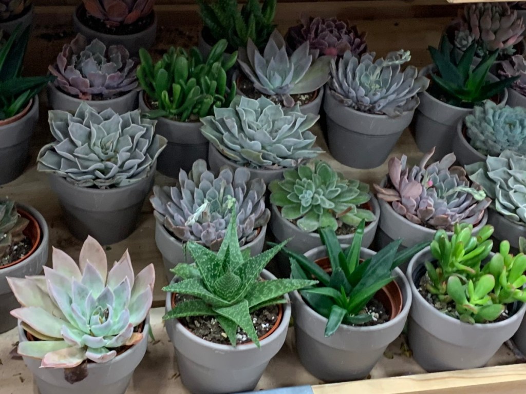 Succulents in Eco Pots