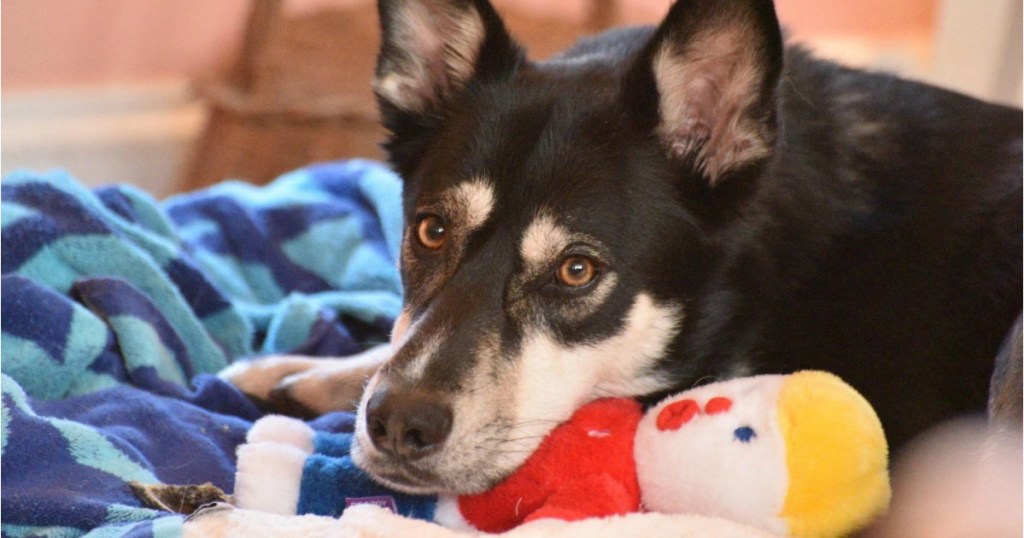 Dog with Mr. Bill toy