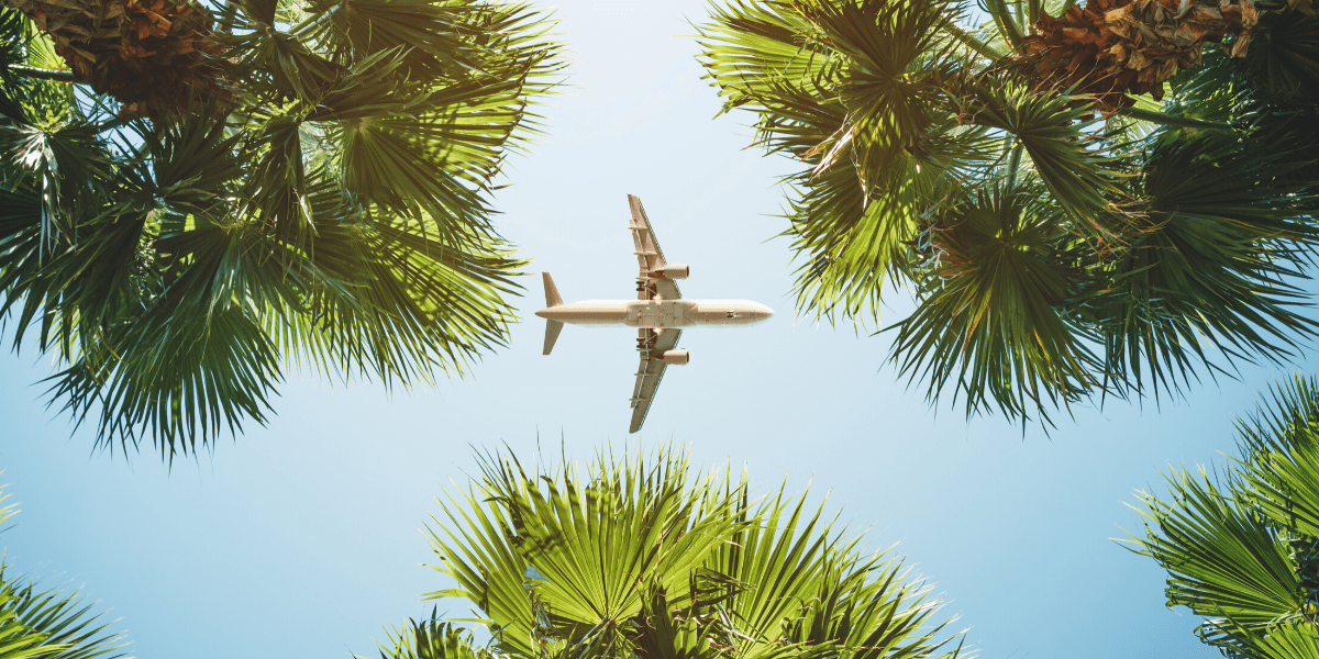 airplane flying over palm trees