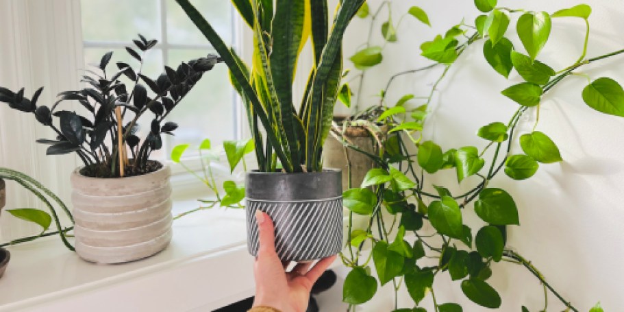 5 Ridiculously Easy Indoor Plants for Those w/ No Green Thumb (#5 is Pet-Friendly Too!)