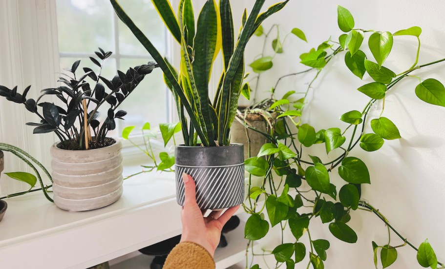 5 Ridiculously Easy Indoor Plants for Those w/ No Green Thumb (Including a Pet-Friendly Pick!)