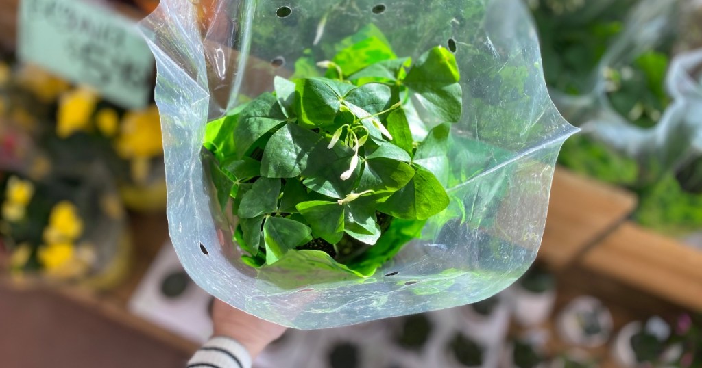 hand holding bouquet of shamrocks