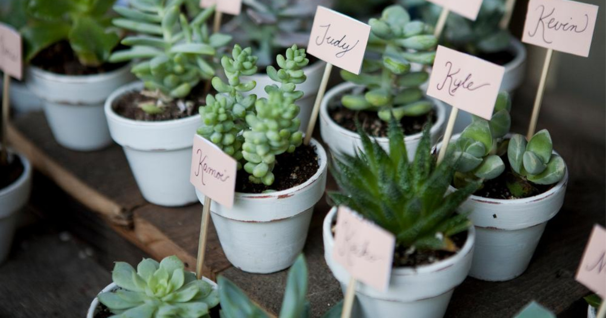 Costa Farms 2 in. Mini Unique Succulents with white painted pots and guest names on signs