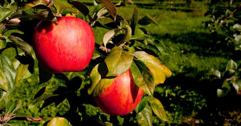 two honeycrisp apples on tree