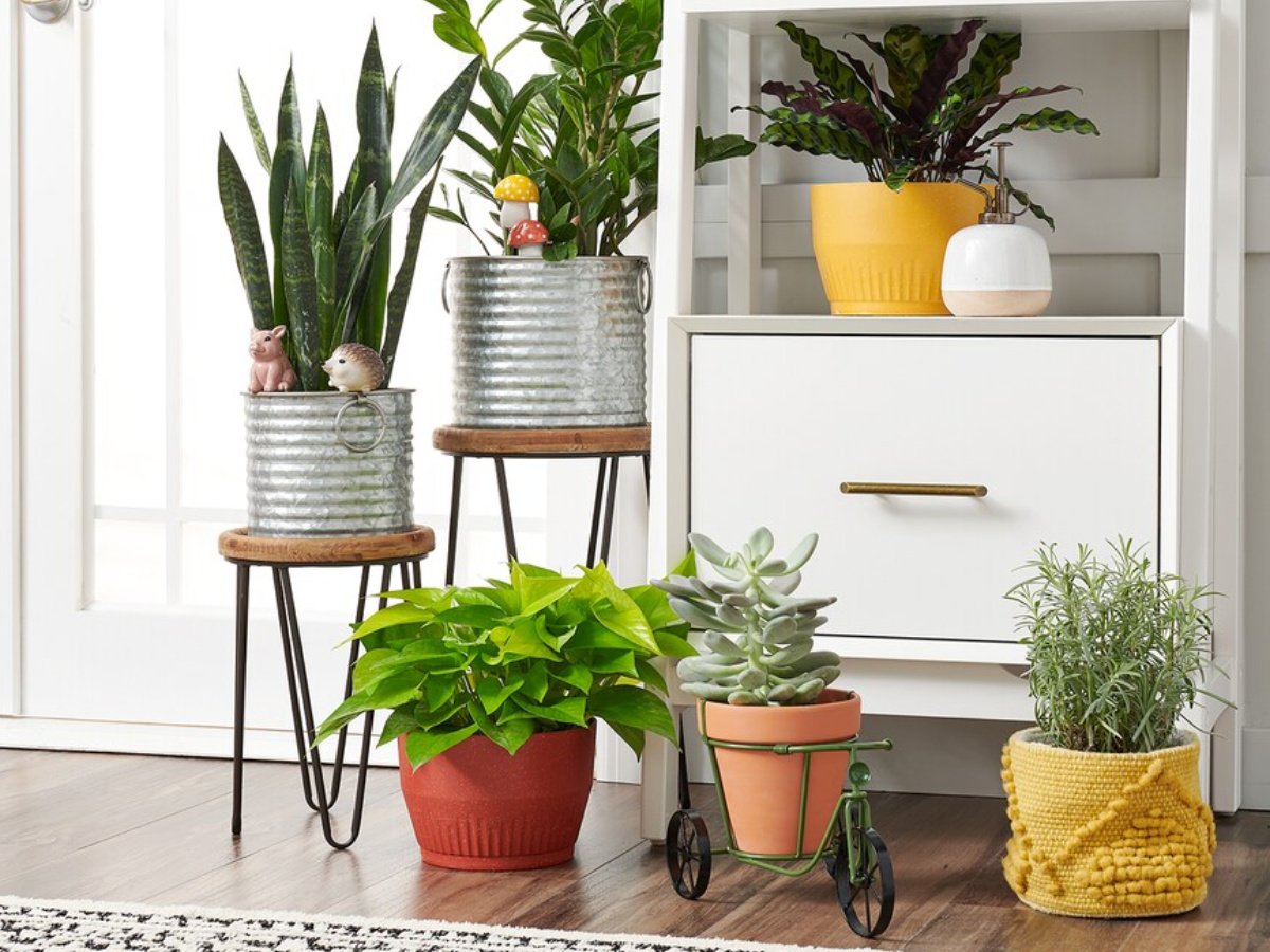 sonoma galvanized planters on display in entryway near end table and house plants