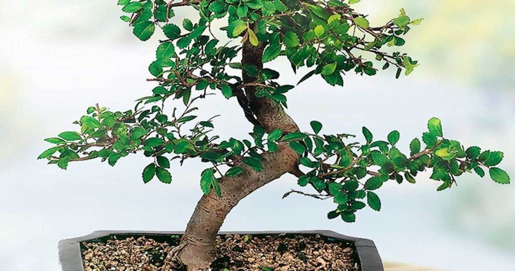 bonsai 6" elm tree in planter up close 