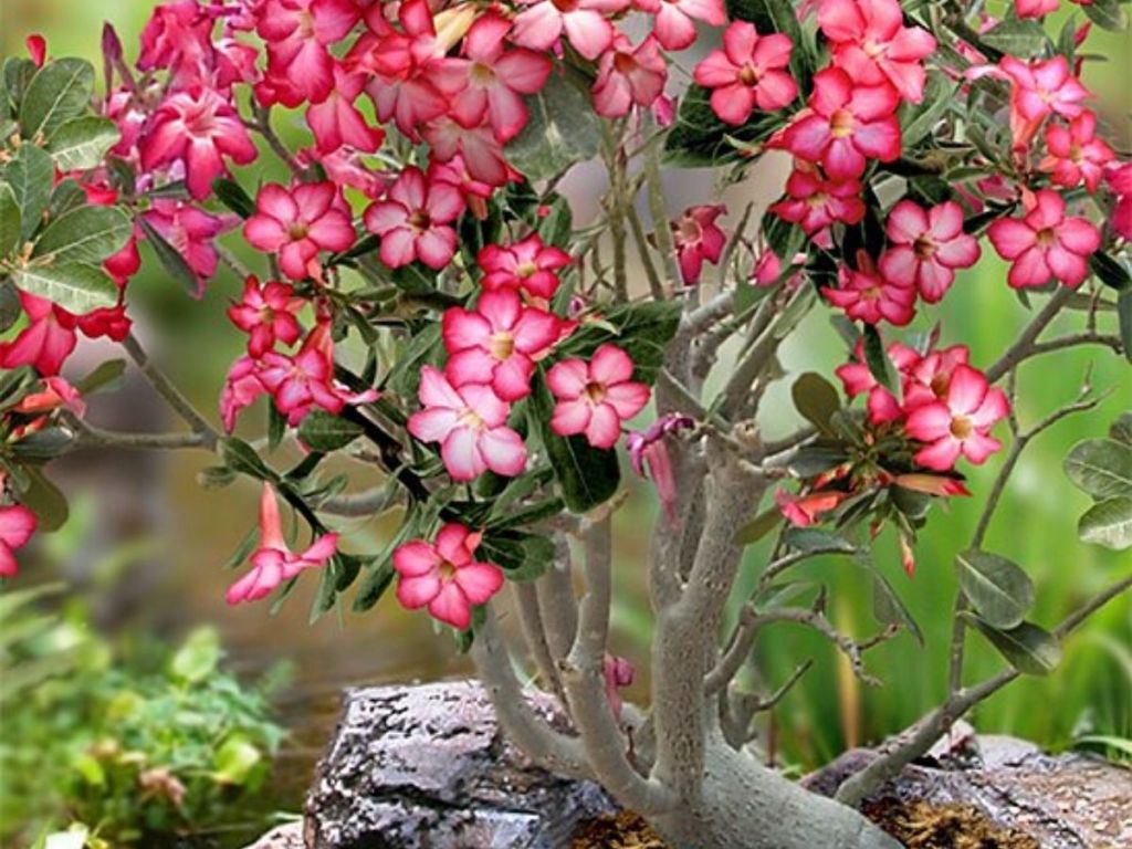 Live 'Desert Rose' Adenium Plant