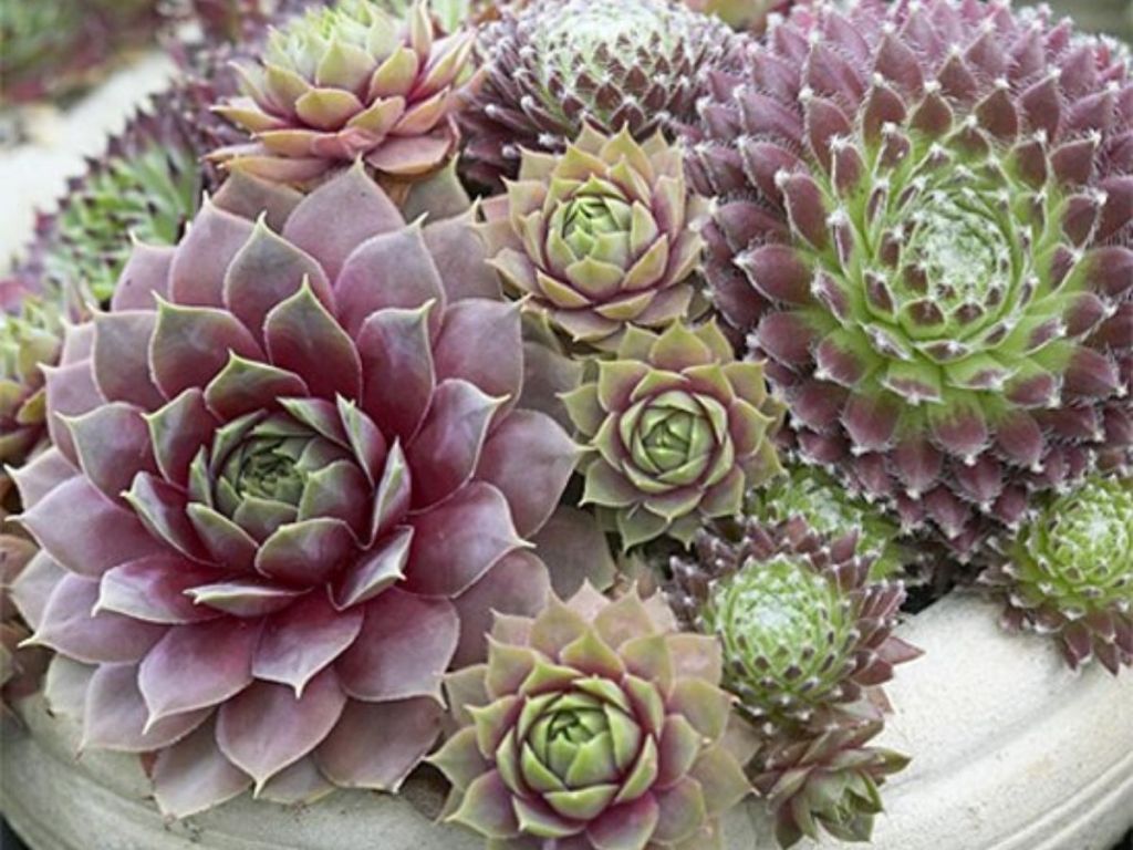 Live 'Hens & Chicks' Sempervivum