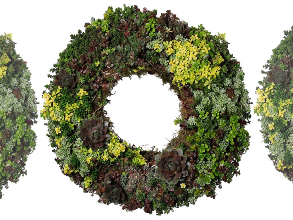 Living Succulent Wreath