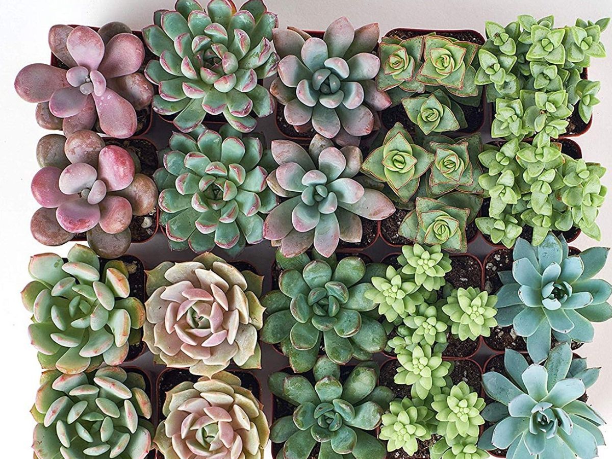 20 succulent plants 