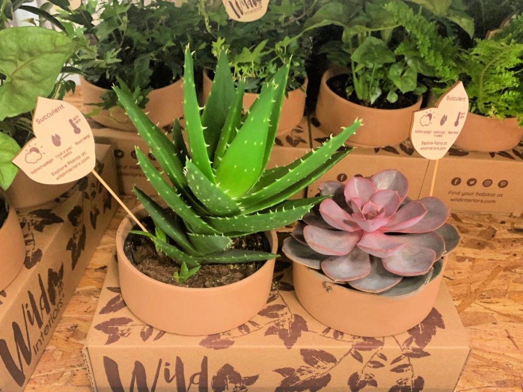 Wild Interiors 2-Pack Indoor Plants in Sam's Club