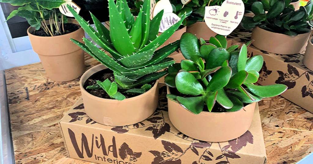 Wild Interiors Indoor Plants in Sam's Club