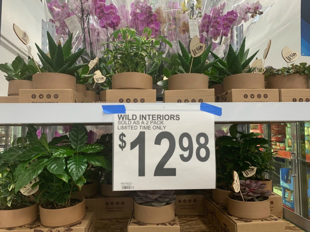 Wild Interiors Signage in Sam's Club