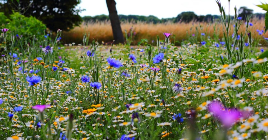 FREE Plantable Wildflower Seed Paper Heart