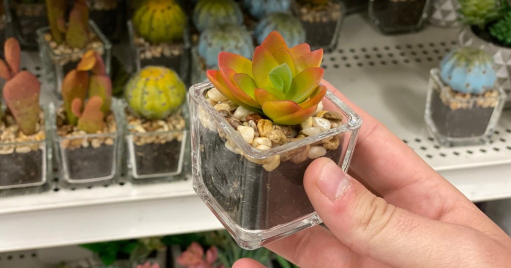 ashland succulent in hand