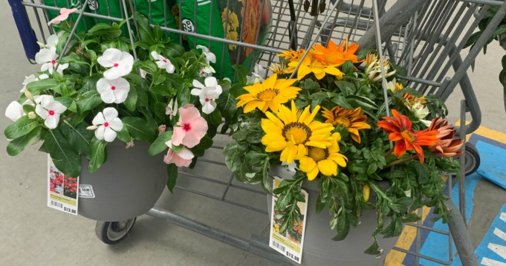 hanging baskets on a cart