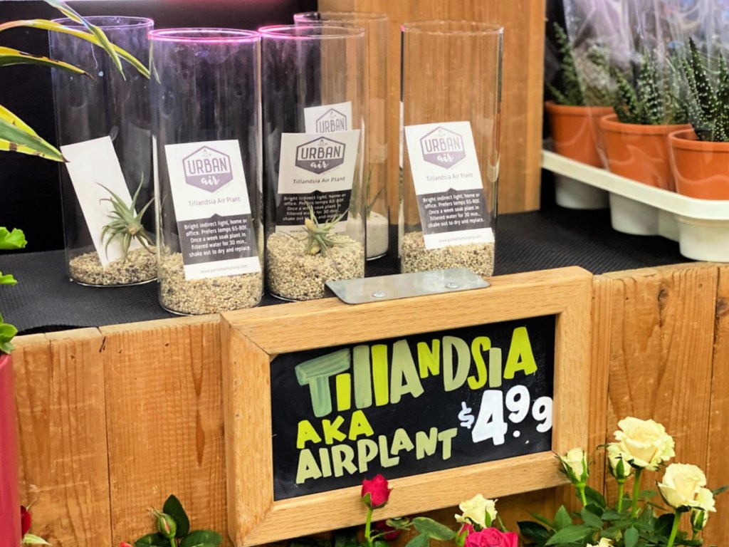 Tillandsia Air Plant on shelf at Trader Joe's