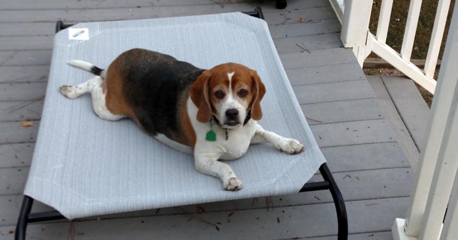 small dog lying on elevated dog cot