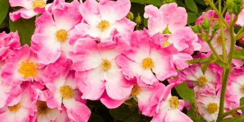 HOT Buys on Rose Bushes & Fruit Trees on HomeDepot.online