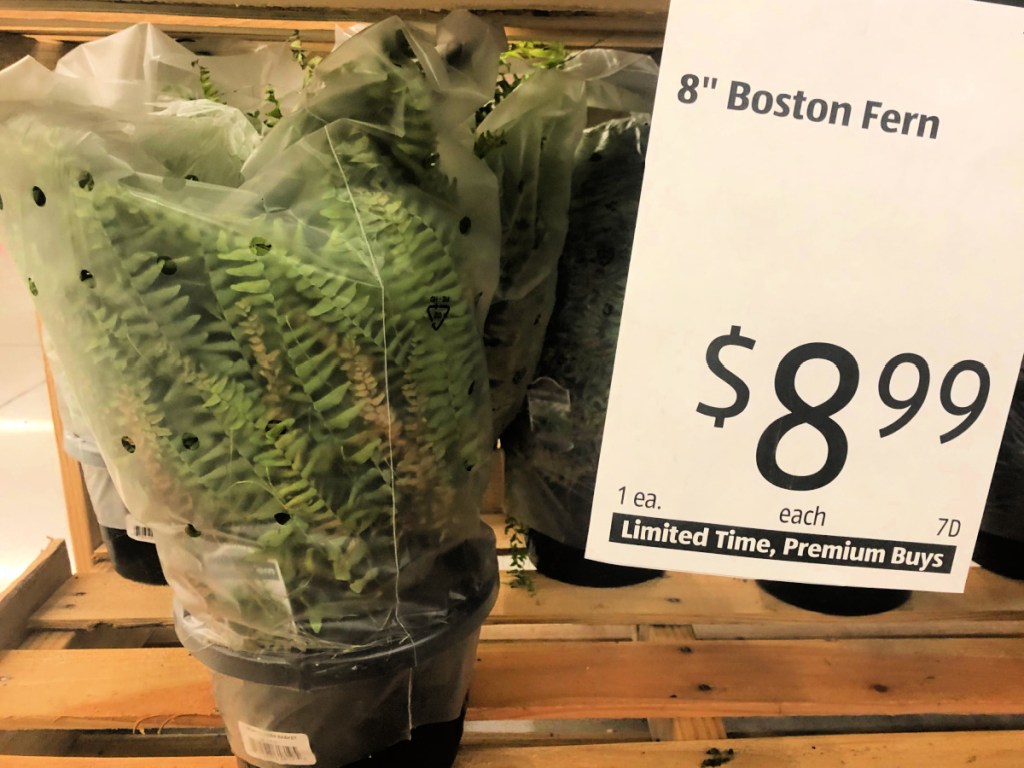 8" Boston Fern at ALDI