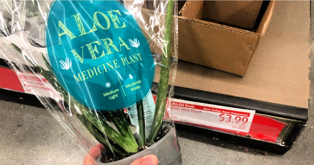 Aloe Vera medicine plant at ALDI